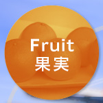 Fruit果実